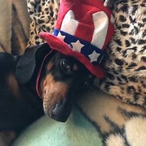 6 Small Dog Costume Accessories